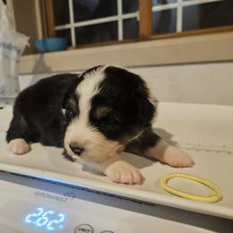 Boy 2 - male Australian Shepherd puppy in Wauneta, Nebraska from 4H Aussies