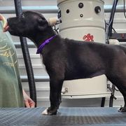 Slash - Black and white Xoloitzcuintli puppy in Georgia from Tailwynd Kennels