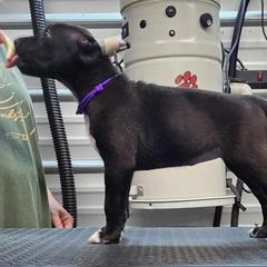 Slash - Black and white Xoloitzcuintli puppy in Georgia from Tailwynd Kennels