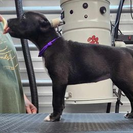 Slash - Black and white Xoloitzcuintli puppy in Georgia from Tailwynd Kennels