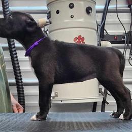 Slash - Black and white Xoloitzcuintli puppy in Georgia from Tailwynd Kennels