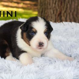 Gemini - Australian Shepherd puppy from Northern Star Australian Shepherds