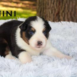 Gemini - Australian Shepherd puppy from Northern Star Australian Shepherds