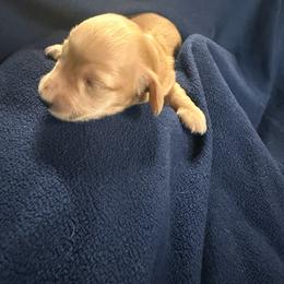 Boy 2 - Cream male Dachshund puppy in New Braunfels, Texas from Wurst Doxies