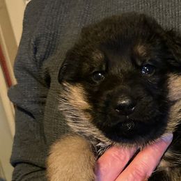 German Shepherd Puppies from Darkwing GSD