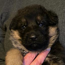 German Shepherd Puppies from Darkwing GSD