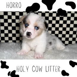 Horro - Blue merle and white male American Corgi puppy in Greenwood, Indiana from Witch Creek Corgis