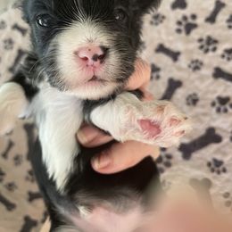 Boy 5 - male Havanese puppy in Falkville, Alabama from Nanas Havanese