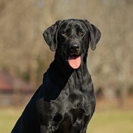 Edie - Labrador Retriever
