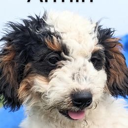 Armin - Tri-color Bernedoodle puppy in Angola, Indiana from Danae's Bernedoodles