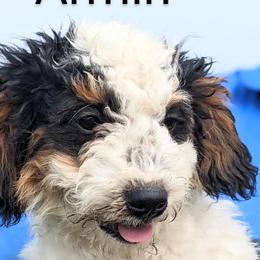 Armin - Tri-color Bernedoodle puppy in Angola, Indiana from Danae's Bernedoodles