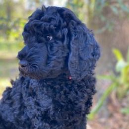 Double Doodles and Goldendoodles from Pawfect Doodles