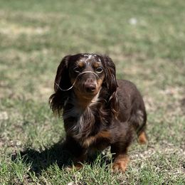 Teddy - Dachshund