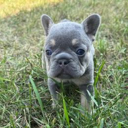 Girl 2 - Tricolors female French Bulldog puppy in Scobey, Montana from Hi-Line Frenchies