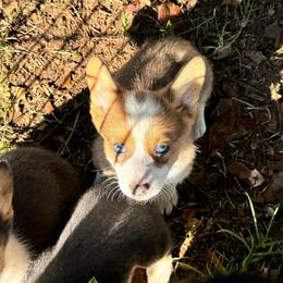 Superman - Sable male Pembroke Welsh Corgi puppy in Millsap, Texas from Punchy Pembroke Ranch