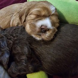 Cocker Spaniel Puppies from Kellie's Cocker Spaniels