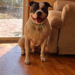 ODB's Tell It Like This - Blue American Bully puppy in Saratoga Springs, New York from Oily Drop Bullies