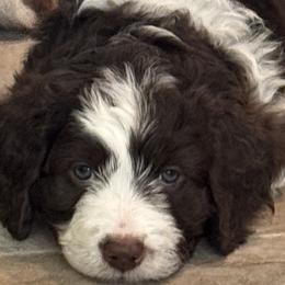 Picabo Street - female Australian Mountain Doodle puppy in Greenville, Ohio from Woodbriar Wags