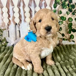 Blue Boy - Cream male Goldendoodle puppy in The Woodlands, Texas from Gracie's Goldendoodles and Bernedoodles of The Woodlands