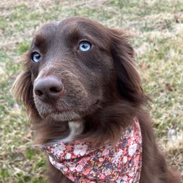 Frankie - Australian Shepherd