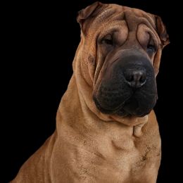 Sasha - Chinese Shar-Pei