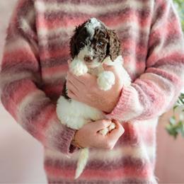 Shrimp - Parti female Goldendoodle puppy in Inman, South Carolina from Dark Corner Doodles