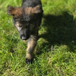Brown collar - Sable male German Shepherd puppy in Oscoda, Michigan from Sstar
