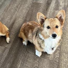 Pembroke Welsh Corgis from Fox Willow Corgis