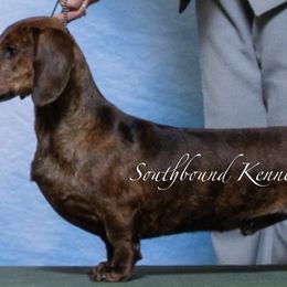 Wilson - Dachshund