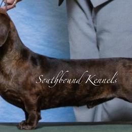 Wilson - Dachshund