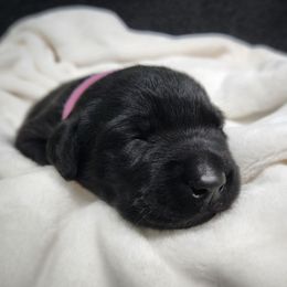 Valerie - Pink Collar - Black female Labrador Retriever puppy in Cocoa, Florida from Harrison's Lakeside Labradors LLC