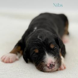 Nibs - Tri-color male Bernedoodle puppy in Bellville, Ohio from Bernedoodle Buddies