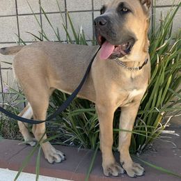 Cane Corso Puppies from CRUCIAL CANE CORSOS