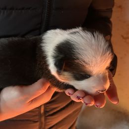 Boy 4 - Black and tan male Pembroke Welsh Corgi puppy in Honey Grove, Texas from JK Ranch Corgis
