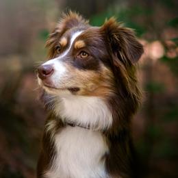 Miniature Australian Shepherd puppies from All That Auss Mini Aussies