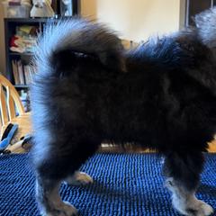 Finnish Lapphunds and German Pinschers from ThunderPaws