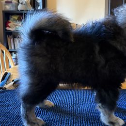 Finnish Lapphunds and German Pinschers from ThunderPaws
