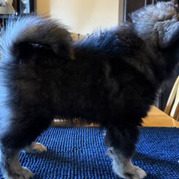 Finnish Lapphunds and German Pinschers from ThunderPaws