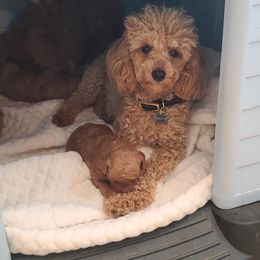 Poodle Puppies from Mini paw love