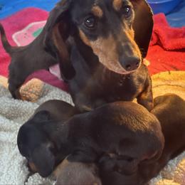 Gypsy - Dachshund