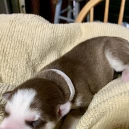Siberian Husky Puppies from TRUHUSKY SIBERIANS