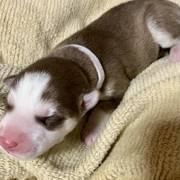 Siberian Husky Puppies from TRUHUSKY SIBERIANS