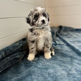 Ravi - Blue merle male Australian Shepherd puppy in Columbia Falls, Montana from Firefly Horse Co Wellness Retreat Center