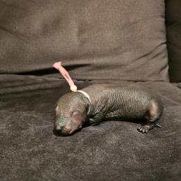 Pear - Black and white female Xoloitzcuintli puppy in Florissant, Colorado from Witching Hour Kennel