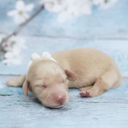 LAZOR - AKC ee Cream - Cream male Dachshund puppy in Graceville, Florida from Misty's 101 Doxies