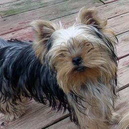 Little Bit - Blue and gold male Yorkshire Terrier puppy in Baraga, Michigan from Ojibwa Yorkies