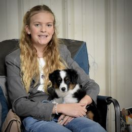 Miniature American Shepherd, Miniature Australian Shepherd, and Toy Australian Shepherd Puppies from Shooting Stars Ranch Toy and Mini Aussies