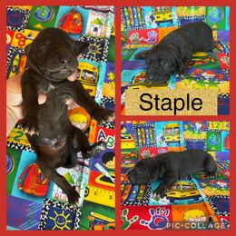 Staple - Blue male Catahoula Leopard Dog puppy in Forbes, Minnesota from North Country Catahoulas