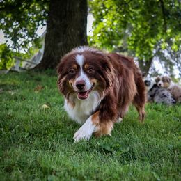Annie - Miniature American Shepherd