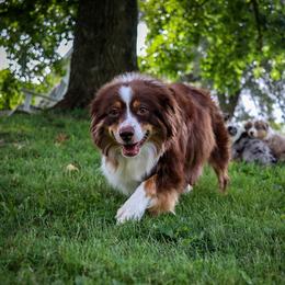 Annie - Miniature American Shepherd
